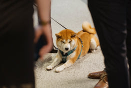 Corporate Is Playful Artis Veigurs 57